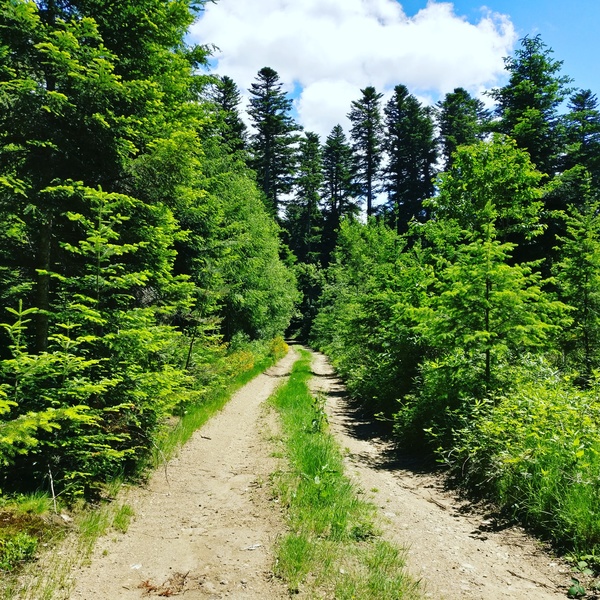 Organisation pour l’année 2019﻿ – Trail de Chassignolles